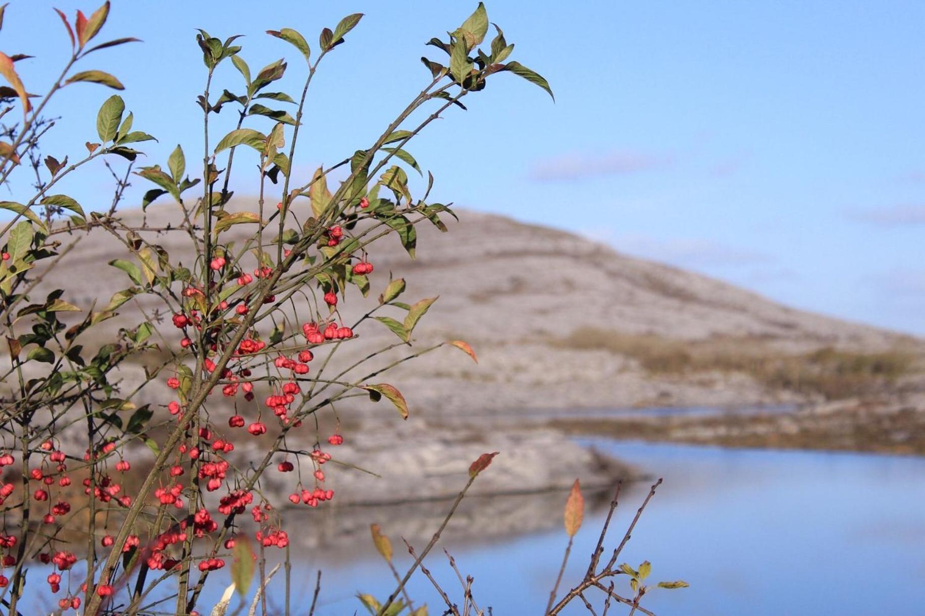 Riverside Cottage In The Burren Corofin  Екстериор снимка